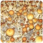 Псилоцибиновые (галлюциногенные)  грибы Psilocybin "Golden Teacher" в Темникове