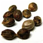Семена марихуаны АК-47  (Seeds AK-47) в Темникове